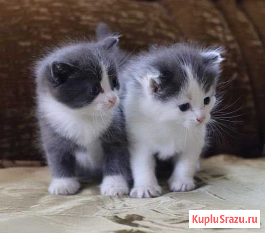 Отдам котят Новоалтайск - изображение 1