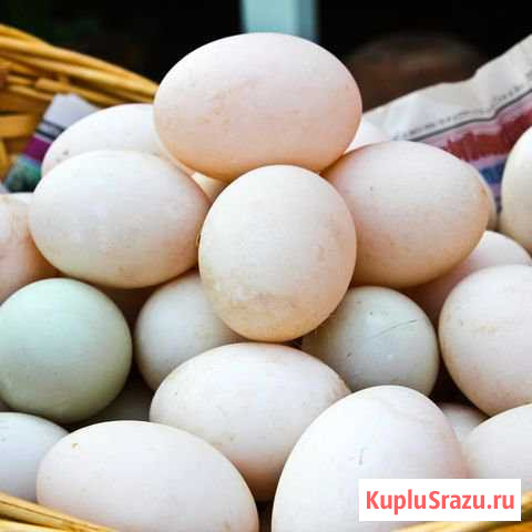Яйца утинные Кемерово - изображение 1