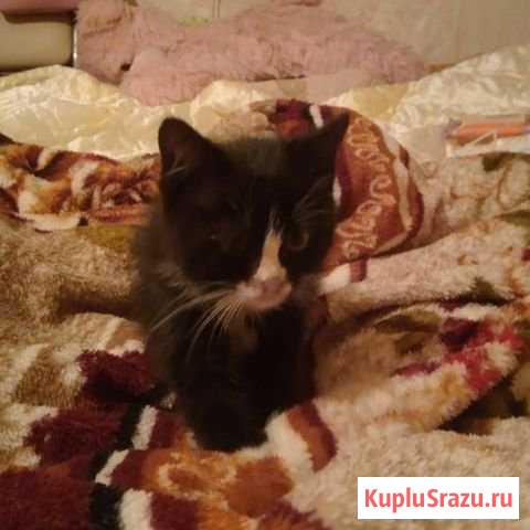 Котёнок Одинцово - изображение 1