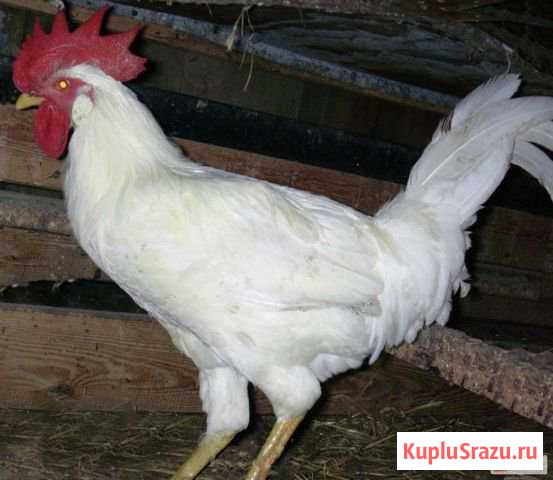 Петухи Хайсекс Братск - изображение 1