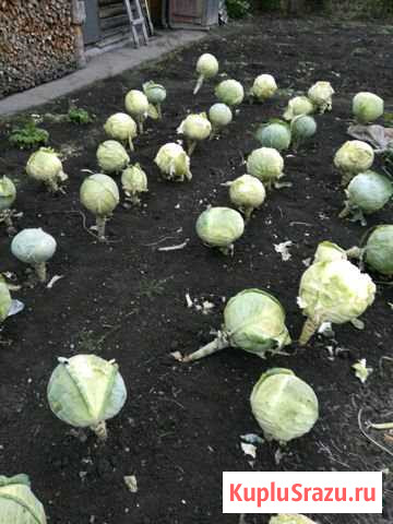 Капуста Анжеро-Судженск - изображение 1