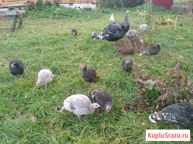Продаю индюков Лысково - изображение 1