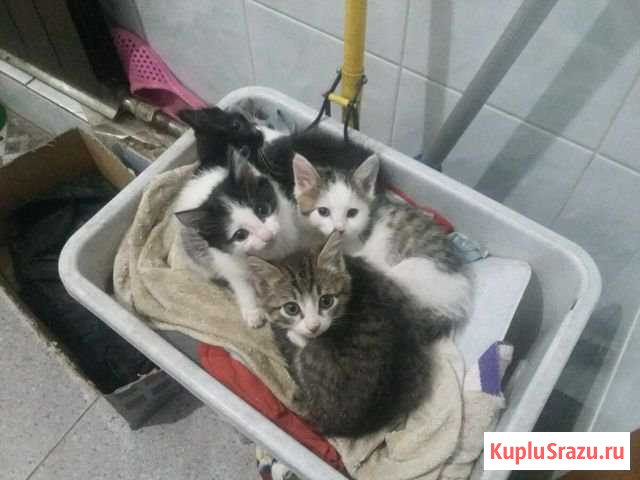Котята Усолье-Сибирское - изображение 1