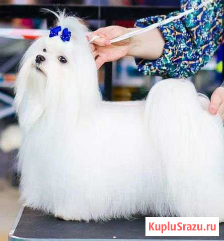 Предлогается молодой кобель для вязок Верхняя Пышма - изображение 1