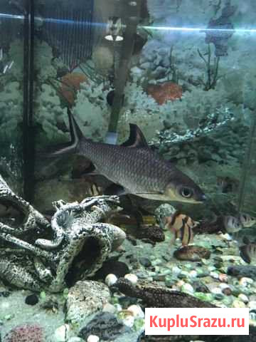 Акулий балу Красногорск - изображение 1