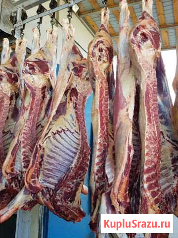 Продам мясо говядина Чита - изображение 1