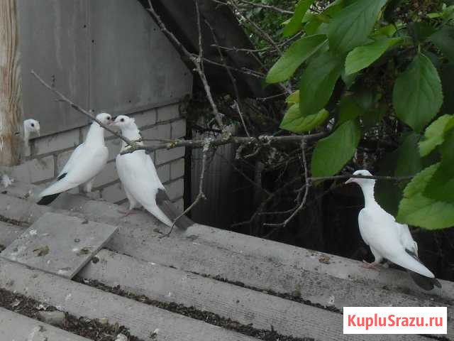 Голуби Майский - изображение 1
