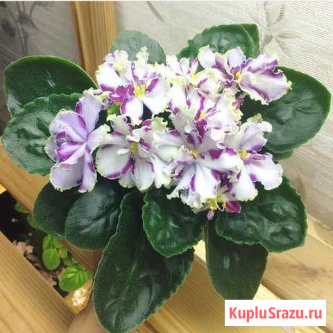 Сортовые Фиалки Копейск - изображение 1