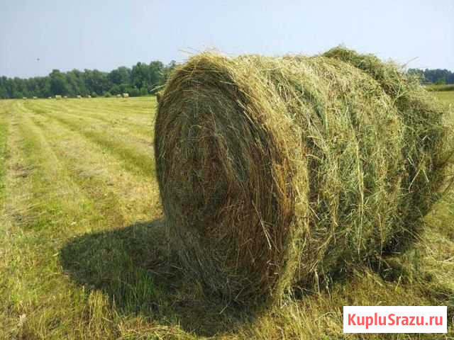 Сено Плотниково - изображение 1