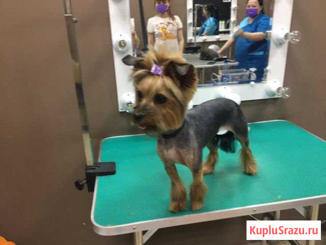 Стрижка собак(груминг) Воскресенск - изображение 1