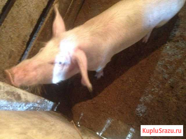 Продам хряка Бийск - изображение 1