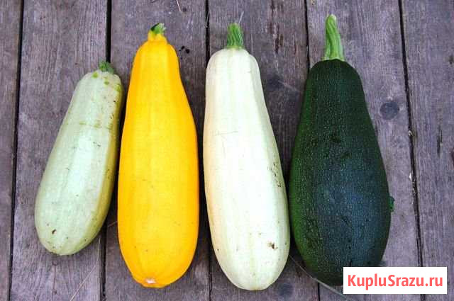 Кабачки капуста Трубчевск - изображение 1