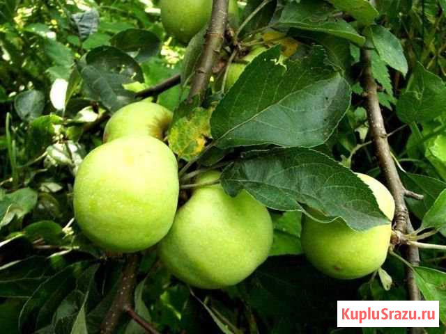 Яблоки Лобня - изображение 1