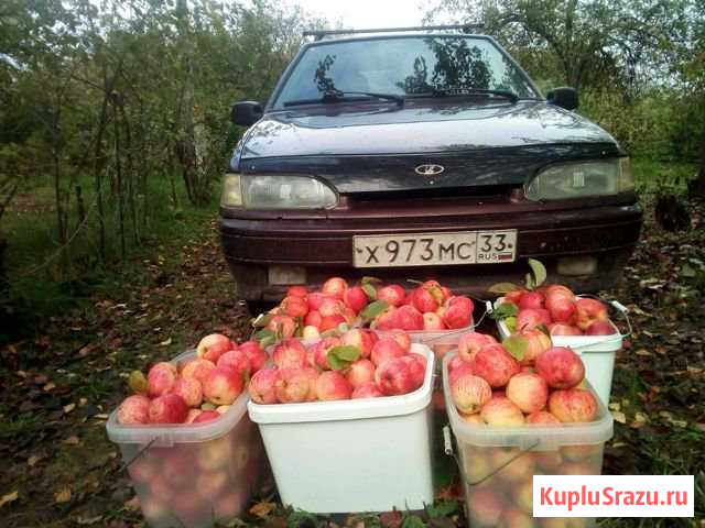 Яблоки штрейфлинг Вязники - изображение 1