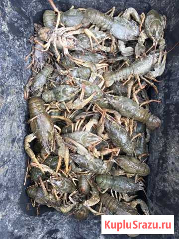 Раки Коломна - изображение 1