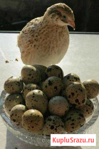 Перепела Коломна - изображение 1