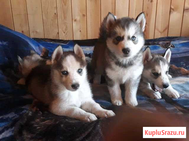 Сибирский хаски Воскресенск - изображение 1