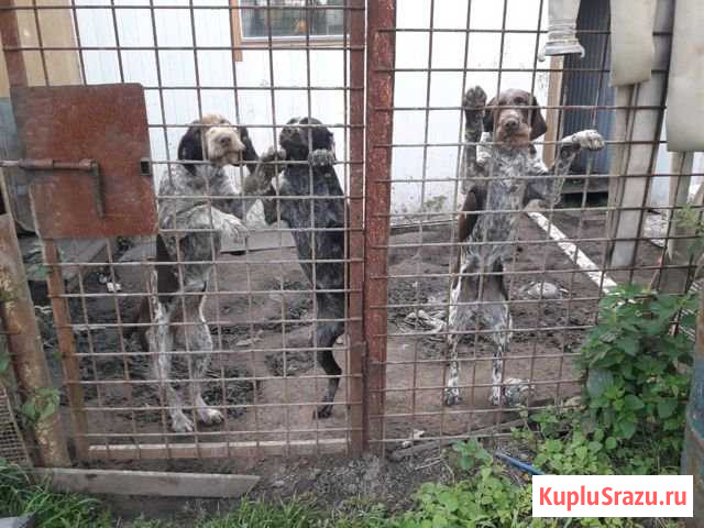 Продаются щенки 5 мес. Курцхар и дратхар. Из под р Бронницы - изображение 1