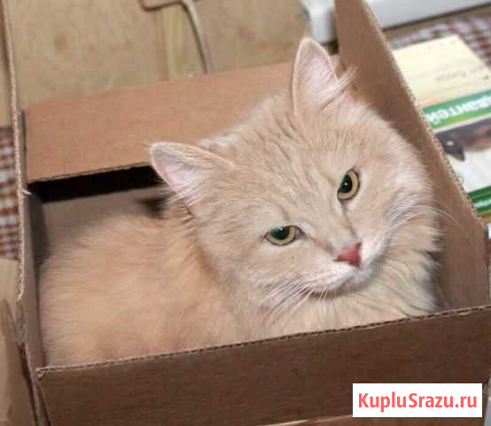 Персиковый скромник котик Виски в дар Реутов - изображение 1