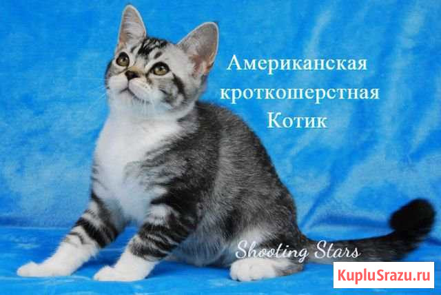 Котята Жуковский - изображение 1