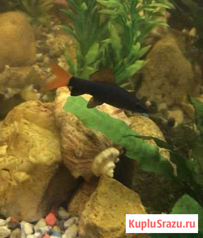 Хорошая рыбка Раменское - изображение 1