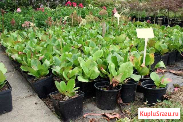 Бадан лекарственный Жуковский - изображение 1