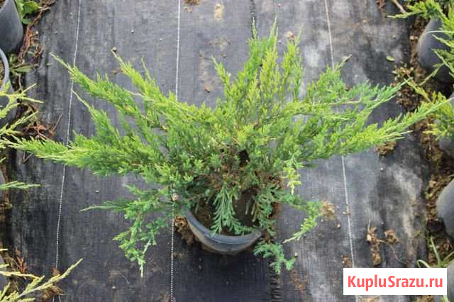 Можжевельник казацкий (казачий) Раменское - изображение 1