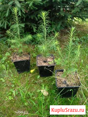 Лиственница европейская Жуковский - изображение 1