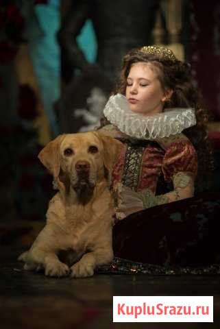 Лабрадор ретривер на фотосессию/съемки Москва - изображение 1