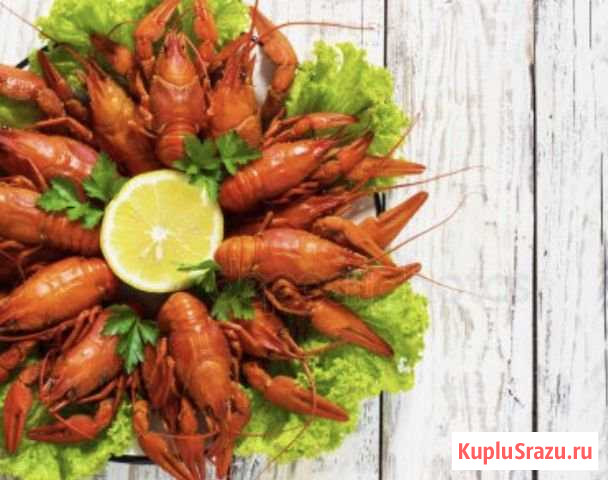 Живые раки Протвино - изображение 1