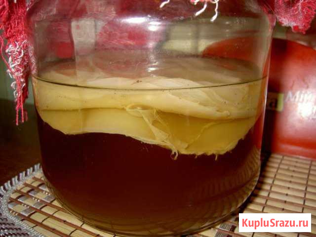 Целебный чайный гриб Серпухов - изображение 1