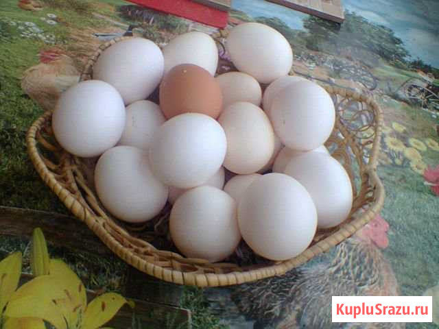 Яйца куриные домашние Егорьевск - изображение 1