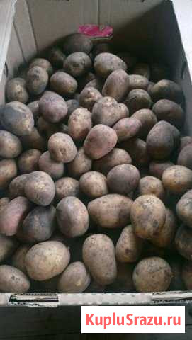 Тамбовский картофель Мытищи - изображение 1