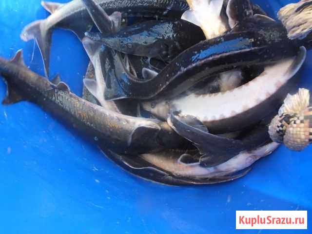 Живая рыба Мытищи - изображение 1