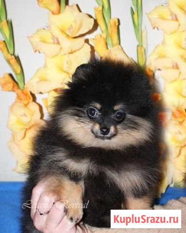 Шпиц девочка Деденево - изображение 1