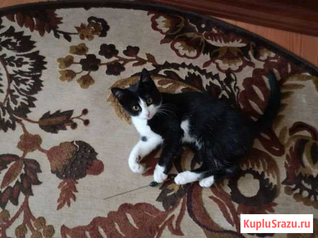 Котенок в добрые руки Подольск - изображение 1