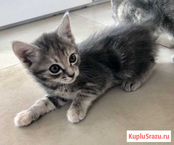 Милые котятки в добрые руки Голицыно - изображение 1