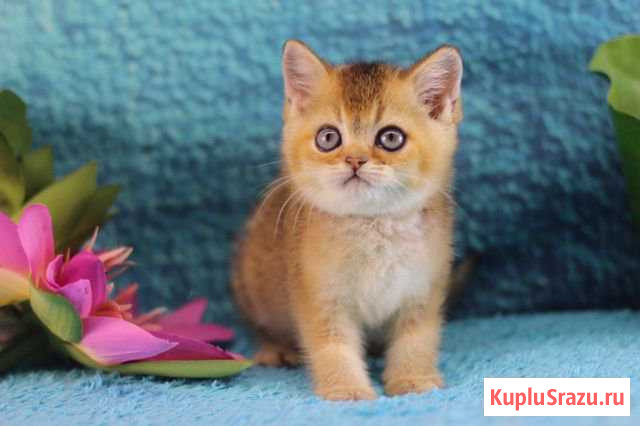Британские золотые котята, шиншиллы, котик, плюшев Котельники - изображение 1