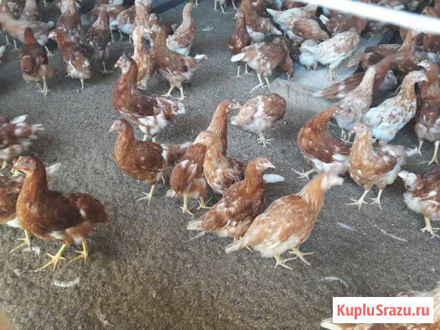 Куры Молодые Несушки Дмитров - изображение 1