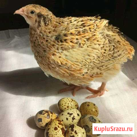 Перепела из Германии Яйцо Электросталь - изображение 1