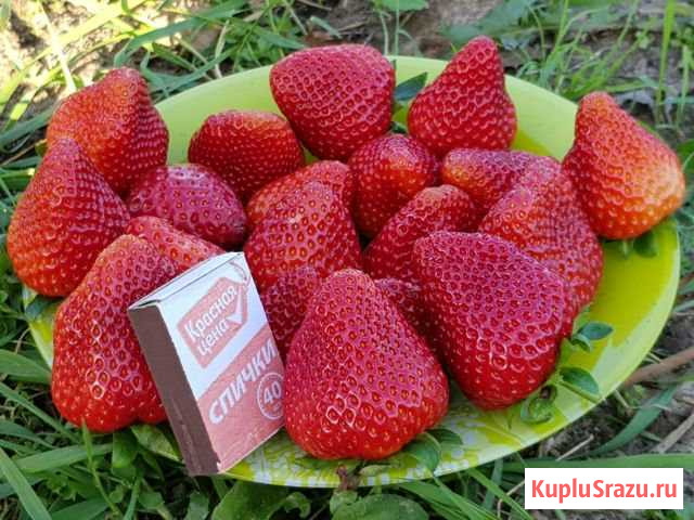 Рассада садовой земляники (клубники) Егорьевск - изображение 1