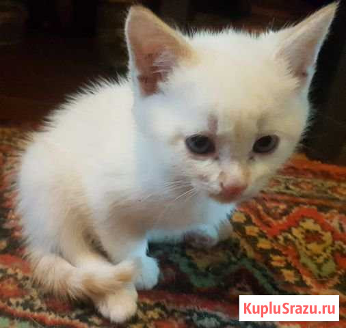 Котята в добрые руки Чехов - изображение 1