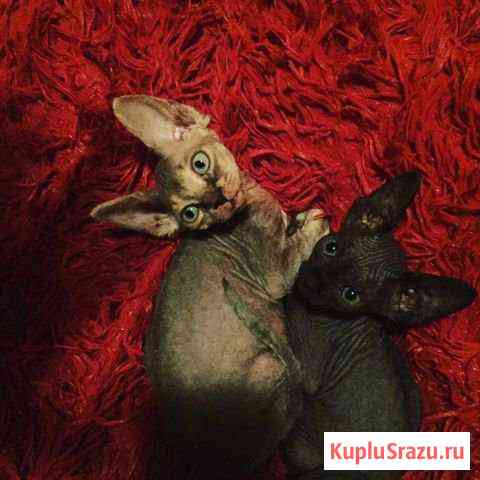 Котята Красногорск