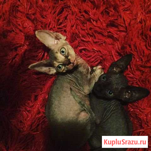 Котята Красногорск - изображение 1