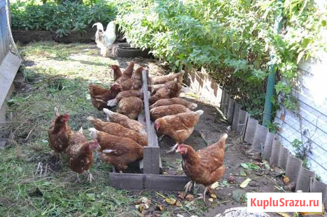 Куры несушки Кубанские Кокошкино - изображение 1