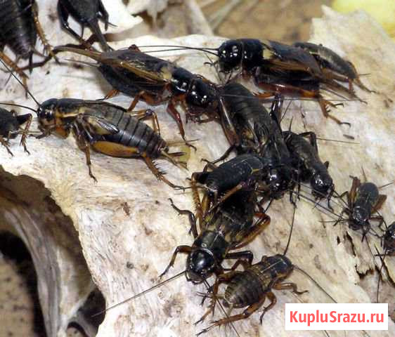 Кормовые сверчки, зофобас и мучные черви Королев - изображение 1