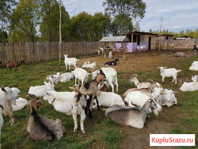 Козлята, козы Клин - изображение 1