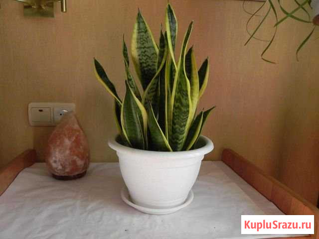 Сансивьерия Коломна - изображение 1