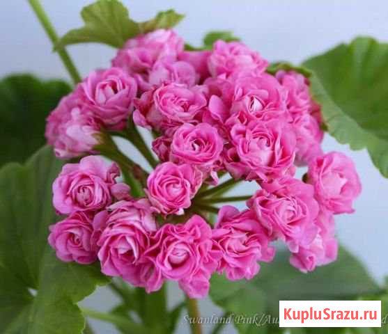 Пеларгония(герань) swanland pink Одинцово - изображение 1