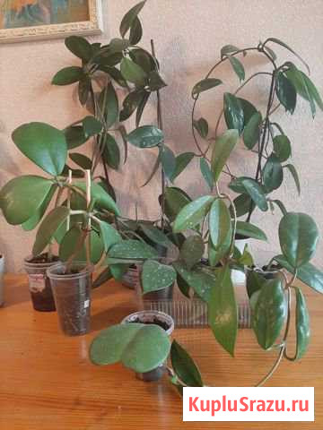 Hoya Carnosa, Hoya pubicalyx silver pink, kerrii Зеленоград - изображение 1